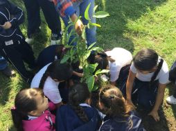 En compañía de un equipo de brigadistas forestales, los niños plantan piezas de guayabo, arrayán, capulin, entre otras. TWITTER / @SemadetJal