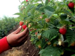 En el campo del estado se producen las berries, sandía, mango, jitomate, carnes, aguacate y limón, entre otros productos. EL INFORMADOR / ARCHIVO