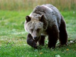 Seis personas han muerto atacadas por osos en las Rocosas del norte desde 2010. AP / ARCHIVO