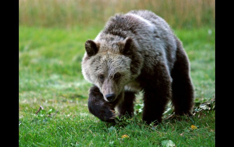 Seis personas han muerto atacadas por osos en las Rocosas del norte desde 2010. AP / ARCHIVO