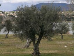 Árbol más emblemático del mediterráneo. ESPECIAL /