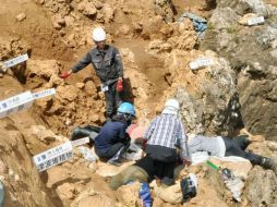 El grupo, de unas 10 personas, cuenta también con miembros del Museo Nacional de Ciencia y Naturaleza de Tokio. ESPECIAL /