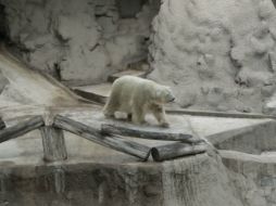 Arturo era el único oso polar en cautiverio de Argentina tras la muerte en 2012 de su pareja. AP / ARCHIVO