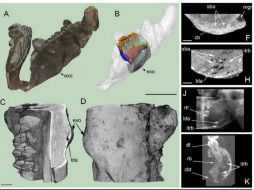 El tumor no canceroso es identificado en la mandíbula inferior de un Telmatosaurus transsylvanicus. ESPECIAL / www.nature.com