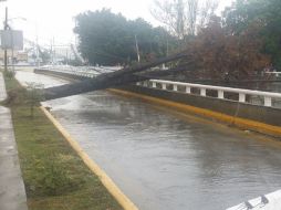 Hasta el momento se registran la caída de tres árboles en distintos puntos de Zapopan. ESPECIAL /