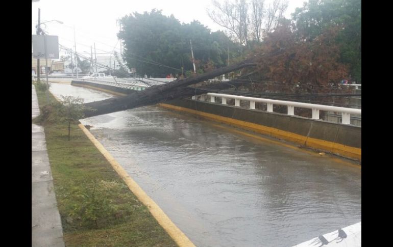 Hasta el momento se registran la caída de tres árboles en distintos puntos de Zapopan. ESPECIAL /