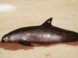 Este nueve de julio se celebra el Día Internacional de la Vaquita Marina, en peligro por la pesca ilegal de otras especies. AP / ARCHIVO