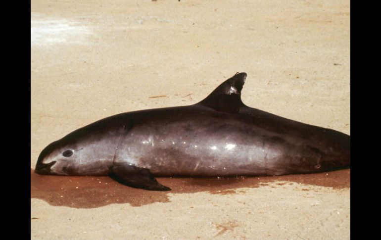 Este nueve de julio se celebra el Día Internacional de la Vaquita Marina, en peligro por la pesca ilegal de otras especies. AP / ARCHIVO