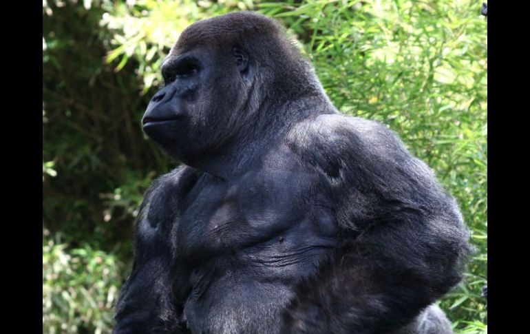 'Bantú' falleció en el Zoológico de Chapultepec el pasado jueves cuando iba a ser trasladado a Guadalajara. SUN / ARCHIVO