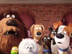 'La vida secreta de tus mascotas' cuenta la extraordinaria vida de un grupo de animales domésticos. TWITTER / @PetsMovie