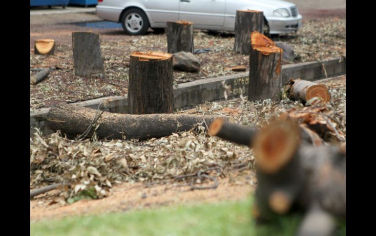 El domingo fueron retirados 217 árboles en Periférico Sur, a 700 metros de López Mateos. EL INFORMADOR / A. Hinojosa