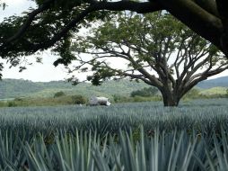 En la zona de amortiguamiento se tienen registrados 405 productores, pero en el núcleo del paisaje agavero suman otros 368. EL INFORMADOR / ARCHIVO