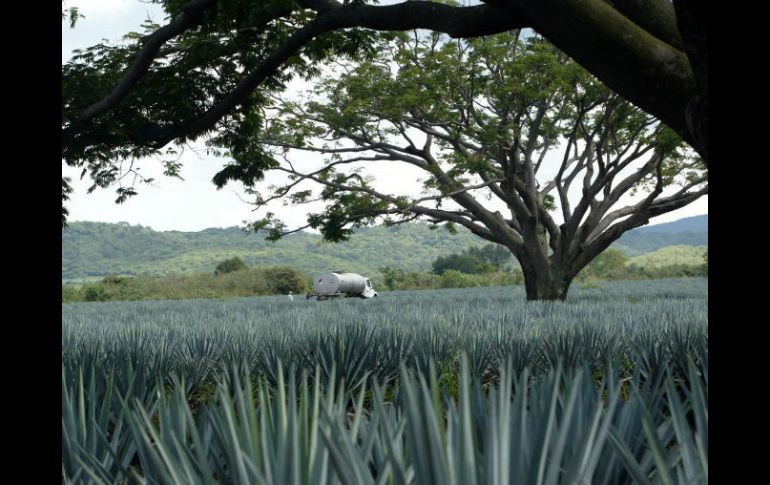 En la zona de amortiguamiento se tienen registrados 405 productores, pero en el núcleo del paisaje agavero suman otros 368. EL INFORMADOR / ARCHIVO