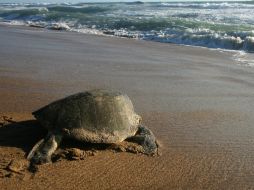 A lo largo del año se imparten talleres de educación ambiental referente a las especies protegidas en la costa de Jalisco. EL INFORMADOR / ARCHIVO