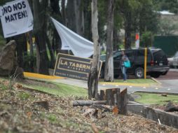 Zapopan pidió cerca de cinco mil árboles que deberán ser ubicados en la zona de influencia de esta obra vial. EL INFORMADOR / A. Hinojosa