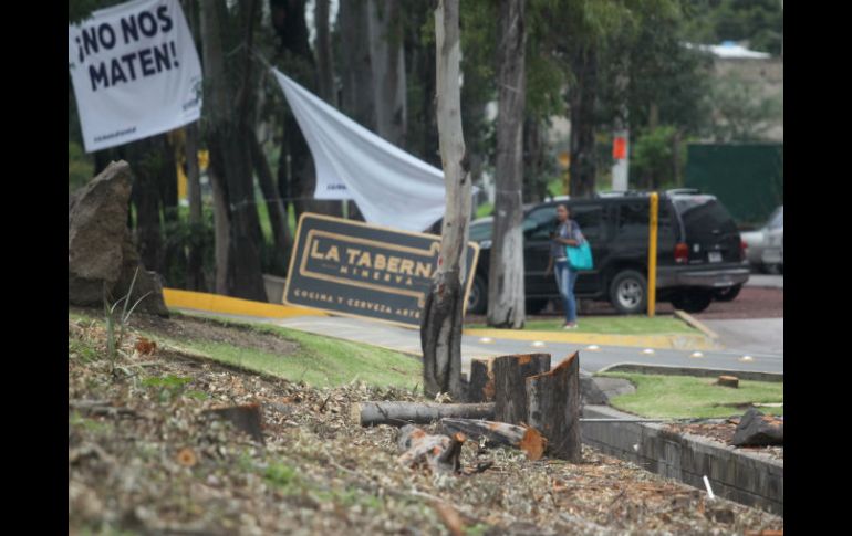 Zapopan pidió cerca de cinco mil árboles que deberán ser ubicados en la zona de influencia de esta obra vial. EL INFORMADOR / A. Hinojosa