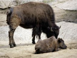 De acuerdo con el Zoológico de Chapultepec, la hembra de bisonte dejó una cría de dos meses de edad. SUN / ARCHIVO