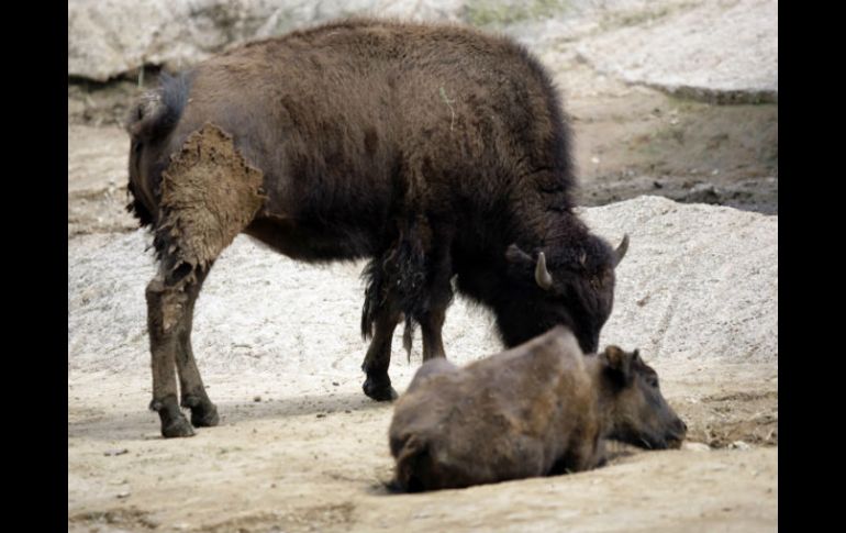 De acuerdo con el Zoológico de Chapultepec, la hembra de bisonte dejó una cría de dos meses de edad. SUN / ARCHIVO