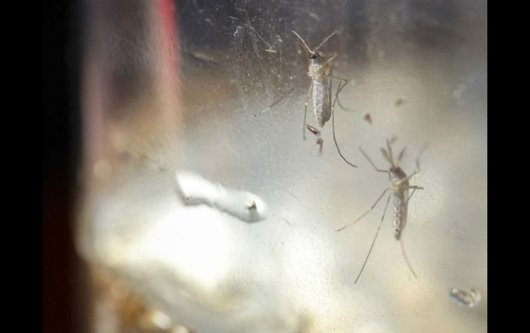 Autoridades aconsejan a los viajeros que regresan a EU a extremar precauciones aunque no presenten síntomas del zika. EFE / ARCHIVO