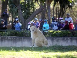 Las autoriades también revisan el buen cuidado y manutención de los animales. EL INFORMADOR / ARCHIVO