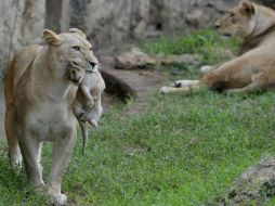 El zoológico de Chapultepec cuenta con una población de cuatro leones, un mancho y tres hembras. EFE / ARCHIVO