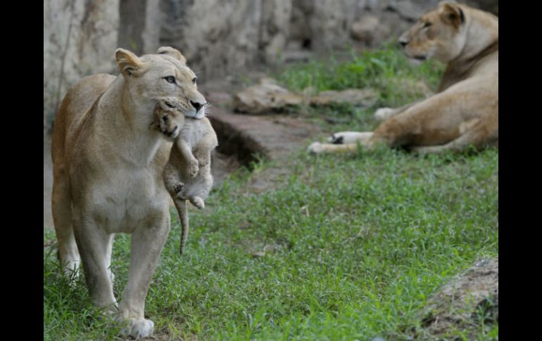 El zoológico de Chapultepec cuenta con una población de cuatro leones, un mancho y tres hembras. EFE / ARCHIVO