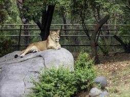 No se busca clausurar los zoológicos, sino establecer un nuevo modelo orientado a desarrollar programas de conservación. SUN / Archivo