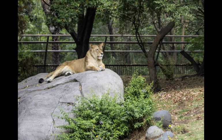 No se busca clausurar los zoológicos, sino establecer un nuevo modelo orientado a desarrollar programas de conservación. SUN / Archivo