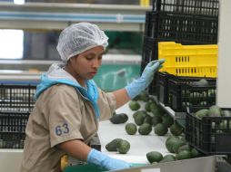 Jalisco sobresale en la producción de leche, agave, huevo, berries y aguacate, entre otros productos. EL INFORMADOR / ARCHIVO