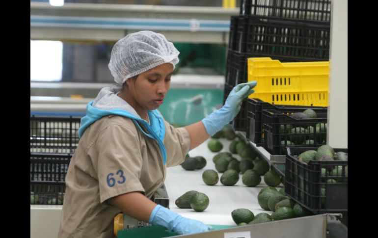 Jalisco sobresale en la producción de leche, agave, huevo, berries y aguacate, entre otros productos. EL INFORMADOR / ARCHIVO