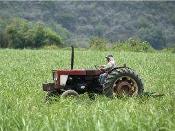 Jalisco es el productor agropecuario más importante del país. Mantiene un crecimiento en el sector agrícola y ganadero. EL INFORMADOR / ARCHIVO