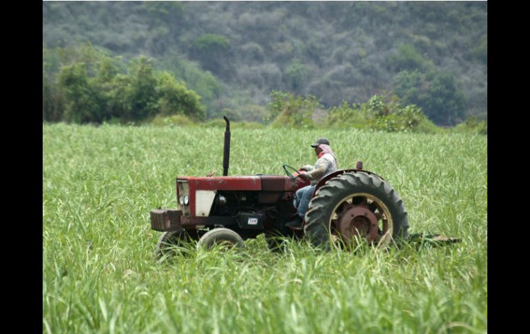 Jalisco es el productor agropecuario más importante del país. Mantiene un crecimiento en el sector agrícola y ganadero. EL INFORMADOR / ARCHIVO