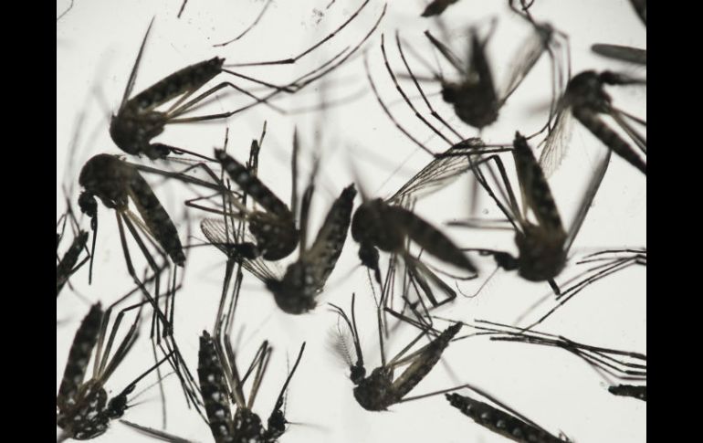 Se recomienda usar repelentes y ropa que cubra la mayor parte de la piel para evitar picaduras de mosquitos. AP / ARCHIVO