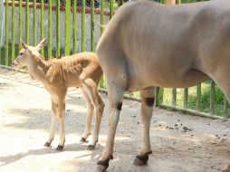 La antílope Eland llamada 'Mónica' sufre de artrosis en la articulación derecha de la cadera. NTX / ARCHIVO