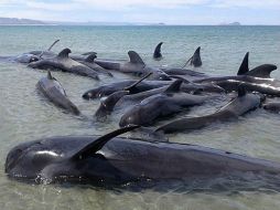 La legislación chilena estipula que se debe investigar y sancionar a los responsables de las muertes de ballenas. EFE / ARCHIVO