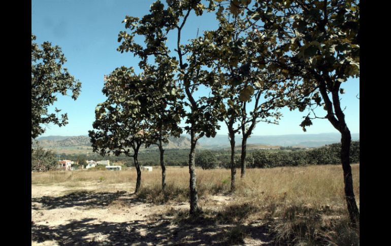 El Nixticuil. Se colocarán 200 árboles como parte de un programa de mitigación ambiental. EL INFORMADOR / ARCHIVO