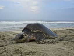 La tortuga golfina es la especie más abundante en México y se considera que tiene una temporada de anidación que va de junio a abril. AFP / ARCHIVO