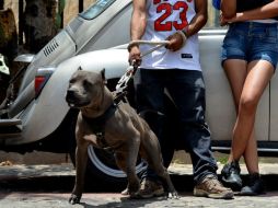 El perro pitbull tenía sujetado por el cuello a la víctima en el interior de un inmueble. EL INFORMADOR / ARCHIVO