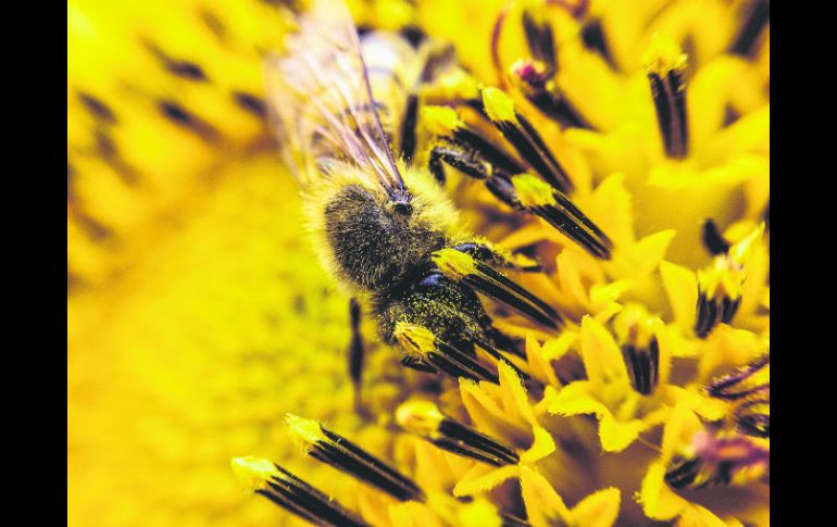 La mortandad de abejas se replica en varias partes del mundo y a decir de científicos, representa una amenaza importante. EL INFORMADOR / ARCHIVO