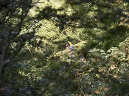 Restos del fuselaje del avión ultraligero que se estrelló en un bosque próximo a Degenfeld. EFE / J. Strobbel