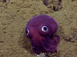 La criatura fue encontrada en la costa de California, a profundidad de 900 metros y su cara parecía tener una expresión de asombro. YOUTUBE / EVNautilus