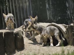 El lobo gris mexicano está catalogado como subespecie probablemente extinta en el medio silvestre. NTX / ARCHIVO