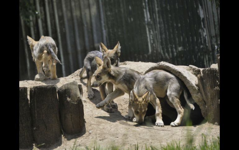 El lobo gris mexicano está catalogado como subespecie probablemente extinta en el medio silvestre. NTX / ARCHIVO