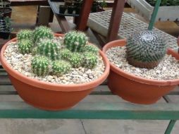 Los cactus son ideales para oficinas que carecen de luz y aire natural. NTX / ARCHIVO