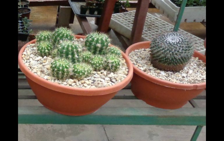 Los cactus son ideales para oficinas que carecen de luz y aire natural. NTX / ARCHIVO