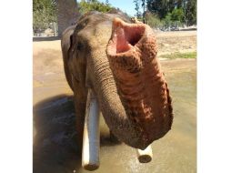 El elefante de nombre Ranchipur llegó al Zoológico de San Diego en 2009. TWITTER / @sandiegozoo