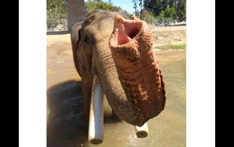 El elefante de nombre Ranchipur llegó al Zoológico de San Diego en 2009. TWITTER / @sandiegozoo