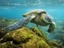 El Monumento Nacional Marino Papahanaumokuakea tendrá ahora 1.5 millones de kilómetros cuadrados, más del doble del tamaño de Texas. EFE / ARCHIVO