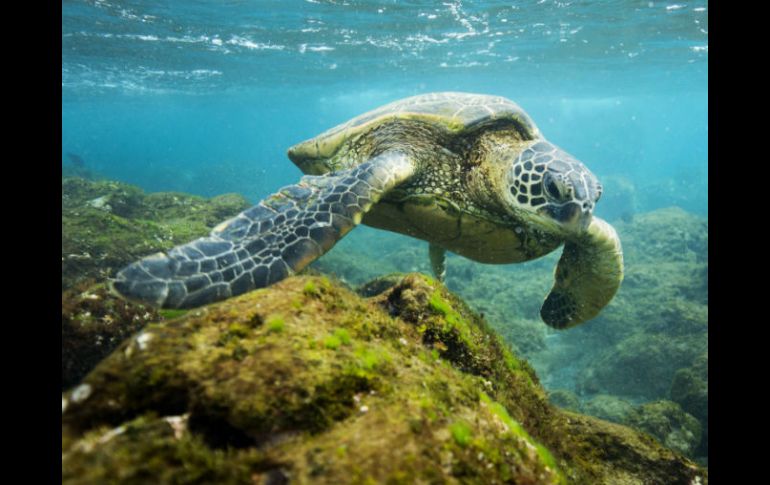 El Monumento Nacional Marino Papahanaumokuakea tendrá ahora 1.5 millones de kilómetros cuadrados, más del doble del tamaño de Texas. EFE / ARCHIVO