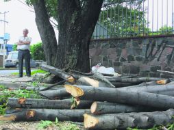 Descontrol. La ciudad ha perdido gran parte de su masa verde debido a la tala sin control y sin reglas. EL INFORMADOR / ARCHIVO